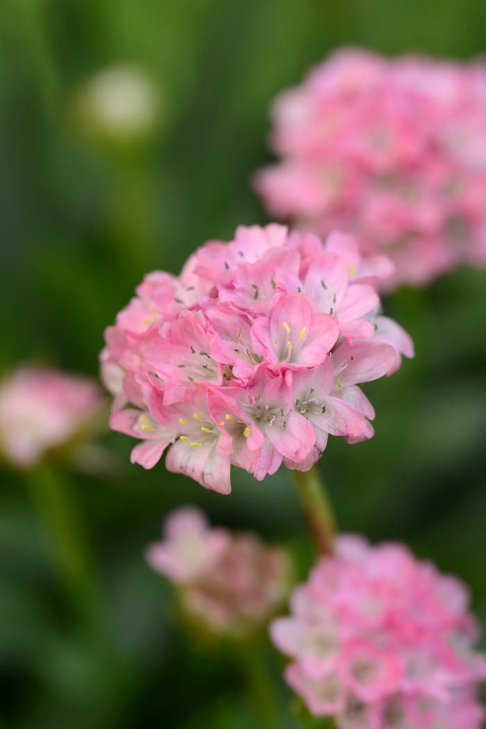 Dreameria™ 'Daydream' - Armeria pseudarmeria (Thrift, Sea Pinks) from Paradise Acres Garden Center