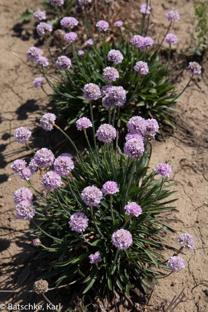 Dreameria™ 'Sweet Dreams' - Armeria pseudarmeria (Thrift, Sea Pinks) from Paradise Acres Garden Center