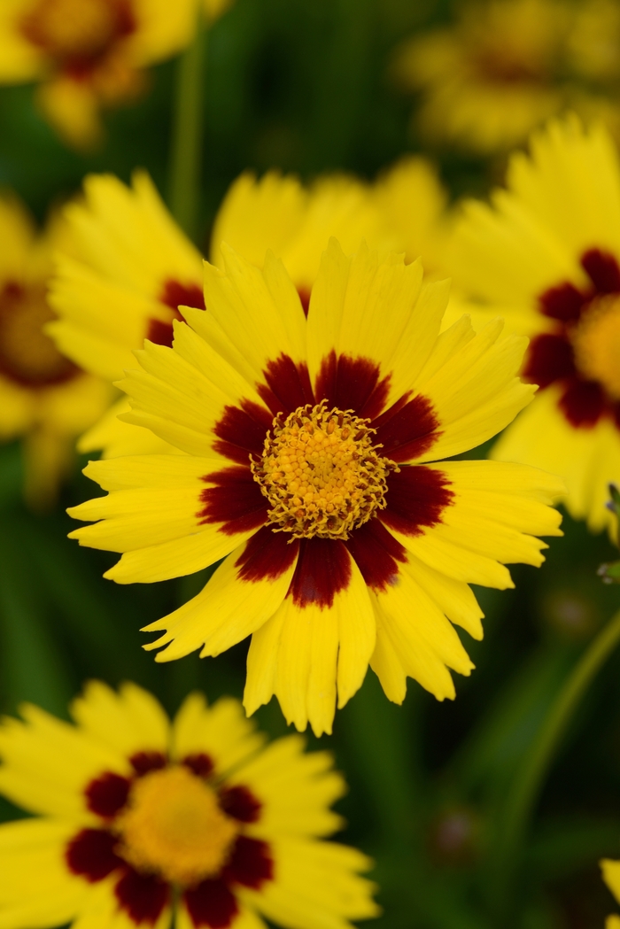 'SunKiss' Tickseed - Coreopsis grandiflora from Paradise Acres Garden Center