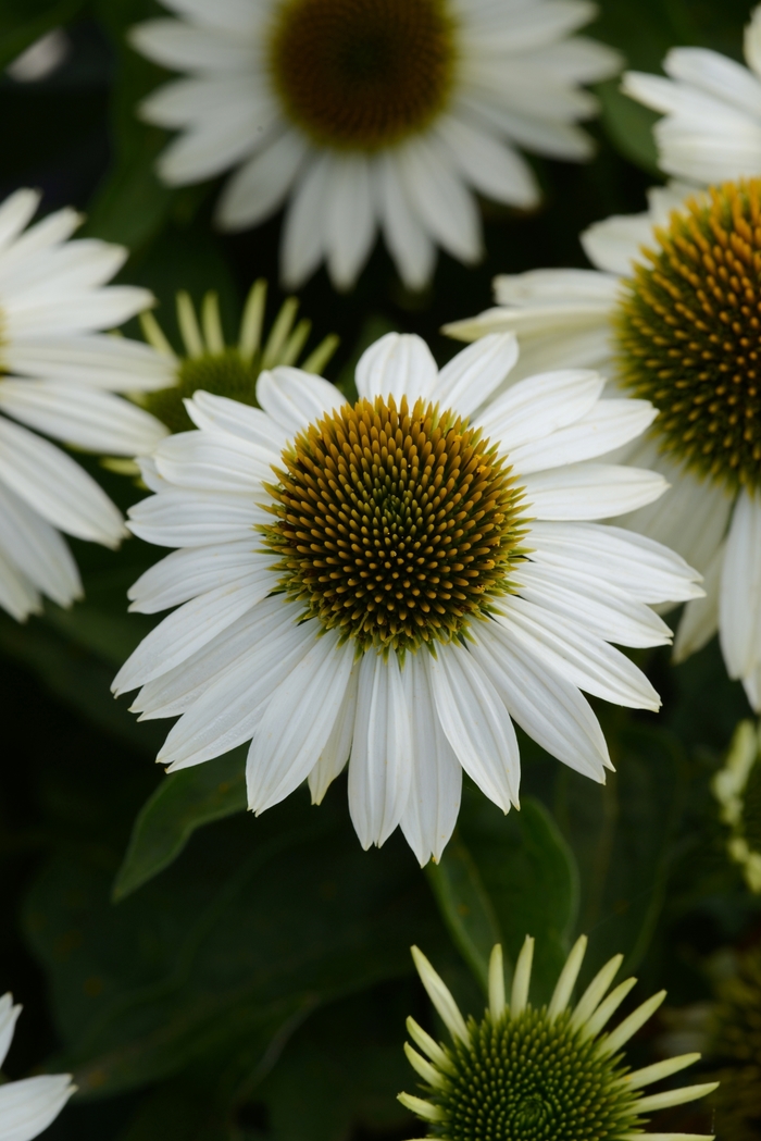 Sombrero&reg; 'Blanco' - Echinacea (Coneflower) from Paradise Acres Garden Center