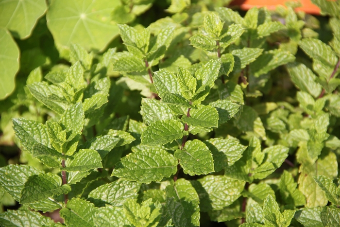 Spearmint, Mint - Mentha spicata from Paradise Acres Garden Center