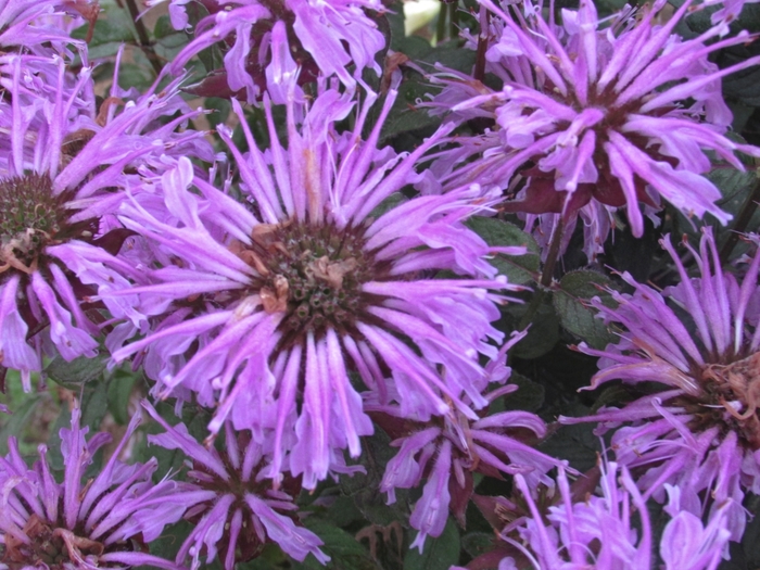 Sugar Buzz&reg; 'Blue Moon' - Monarda didyma (Bee Balm, Bergamot) from Paradise Acres Garden Center