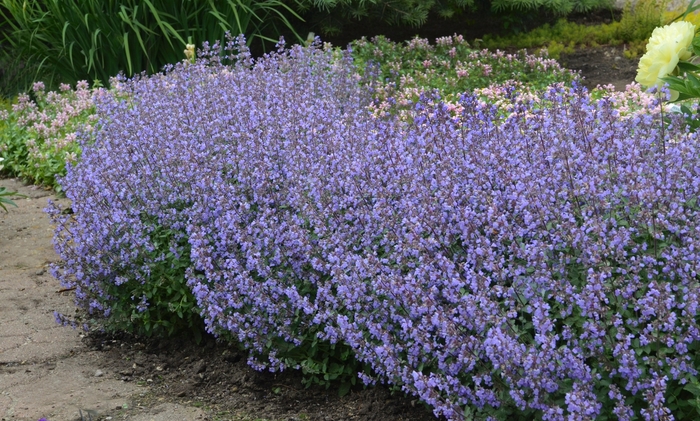 'Purrsian Blue' Catmint - Nepeta x faassenii from Paradise Acres Garden Center