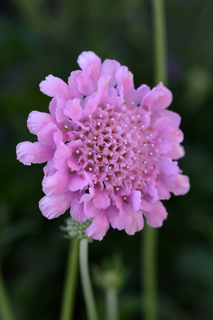 Flutter&trade; 'Rose Pink' - Scabiosa columbaria (Pincushion Flower) from Paradise Acres Garden Center