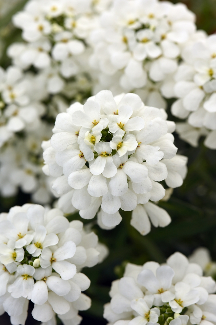 'Snowsation' Candytuft - Iberis sempervirens from Paradise Acres Garden Center