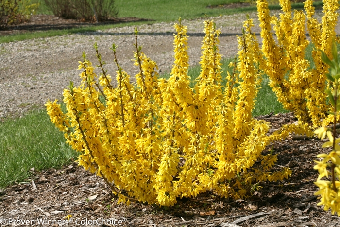 Show Off&reg; 'Sugar Baby&reg;' - Forsythia x intermedia from Paradise Acres Garden Center