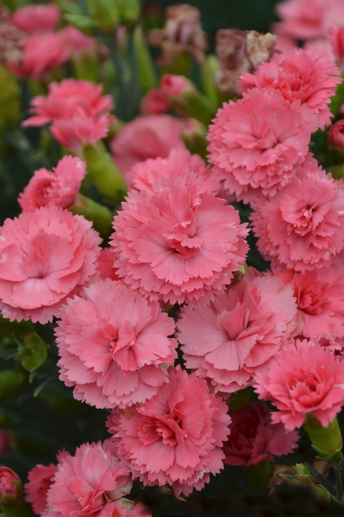 Fruit Punch&reg; 'Classic Coral' - Dianthus (Pinks) from Paradise Acres Garden Center