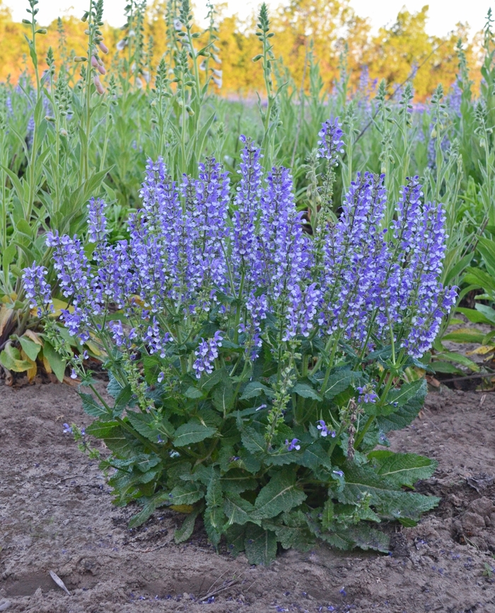 Color Spires&reg; 'Azure Snow' - Salvia from Paradise Acres Garden Center