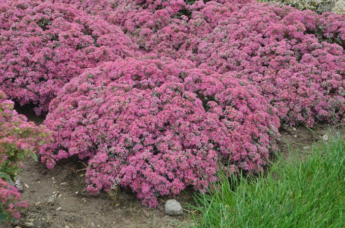 Rock 'N Grow&reg; 'Popstar' - Sedum (Stonecrop) from Paradise Acres Garden Center
