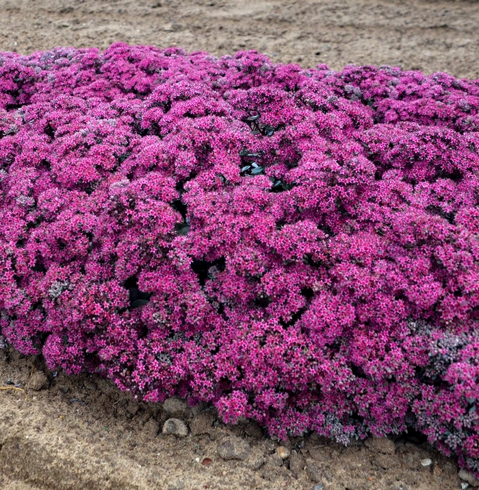 Rock 'N Grow&reg; 'Superstar' - Sedum (Stonecrop) from Paradise Acres Garden Center