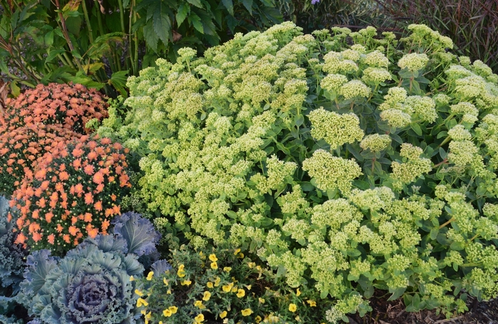 Rock 'N Grow&reg; 'Lemonjade' - Sedum (Autumn Stonecrop) from Paradise Acres Garden Center
