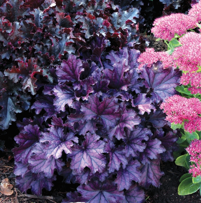 Forever® 'Purple' - Heuchera (Coral Bells) from Paradise Acres Garden Center