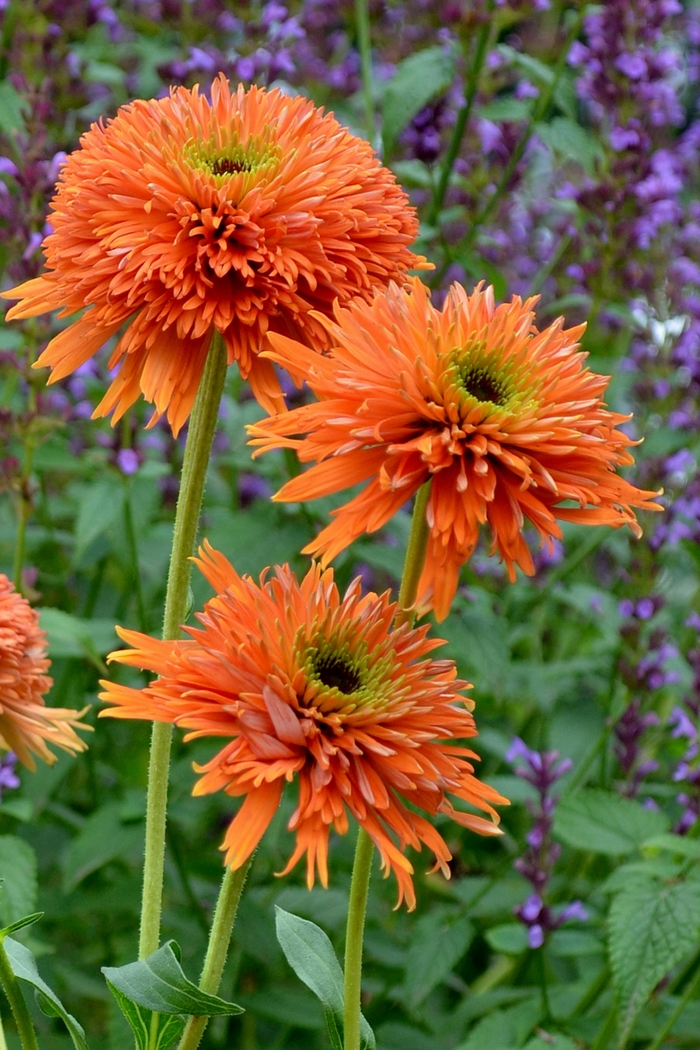 Colorburst&trade; 'Orange' - Echinacea (Coneflower) from Paradise Acres Garden Center