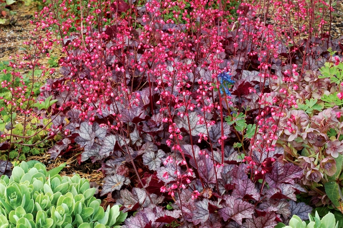 'Glitter' Coral Bells - Heuchera from Paradise Acres Garden Center