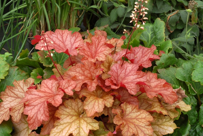 'Paprika' Coral Bells - Heuchera from Paradise Acres Garden Center