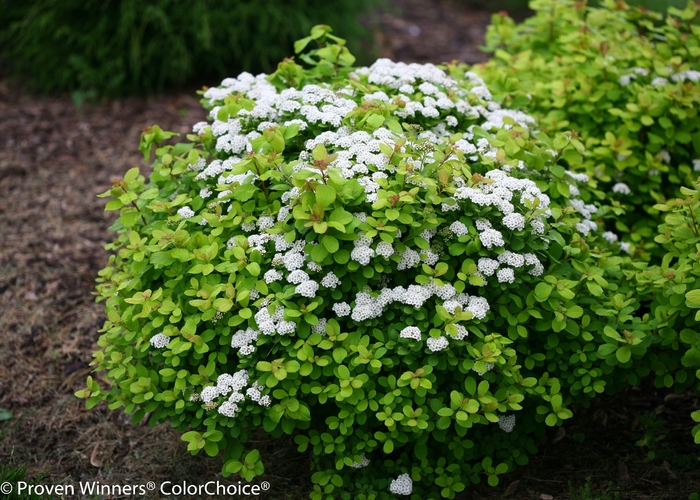 'Glow Girl&reg;' Birchleaf Spirea - Spiraea betulifolia from Paradise Acres Garden Center