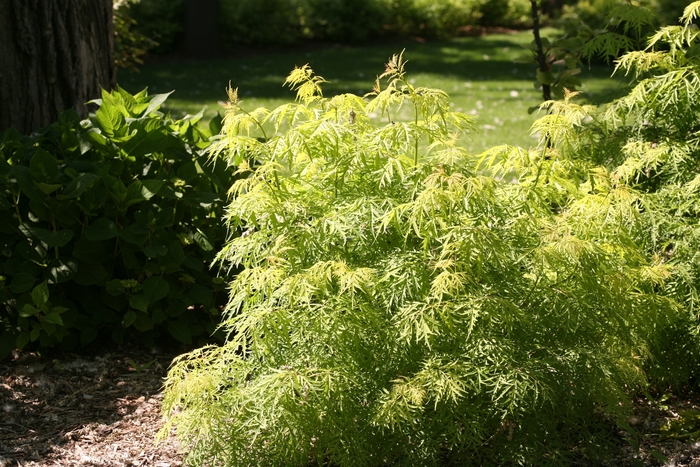 'Lemony Lace®' Elderberry - Sambucus racemosa from Paradise Acres Garden Center