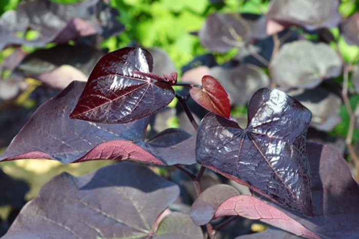 'Black Pearl&reg;' Redbud - Cercis canadensis from Paradise Acres Garden Center