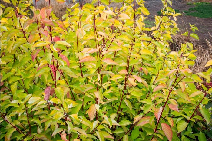 'Prairie Fire' Dogwood - Cornus alba from Paradise Acres Garden Center
