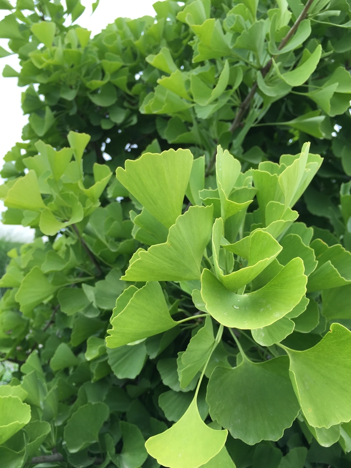 'Sky Tower&trade;' - Ginkgo biloba from Paradise Acres Garden Center