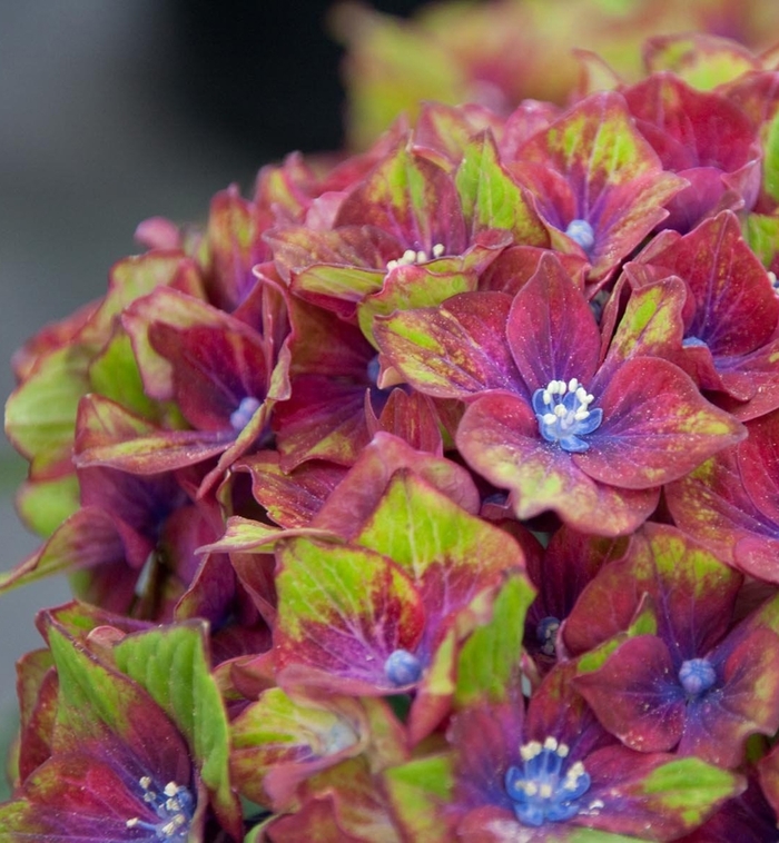 Pistachio - Hydrangea macrophylla from Paradise Acres Garden Center