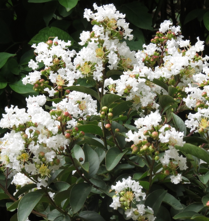 'Enduring White' Crapemyrtle - Lagerstroemia from Paradise Acres Garden Center