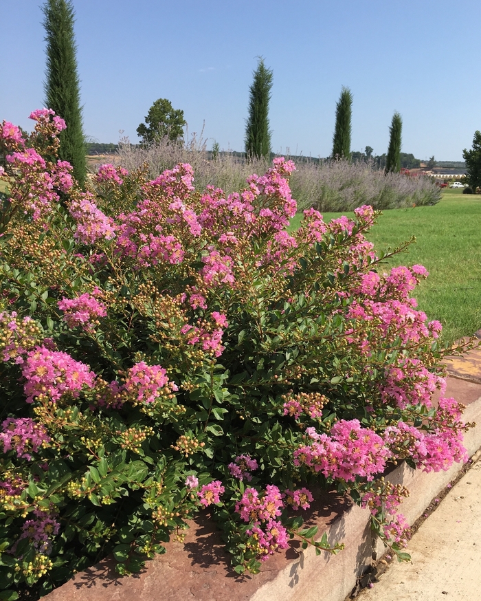 Princess&trade; 'Lyla' - Lagerstroemia (Crapemyrtle) from Paradise Acres Garden Center