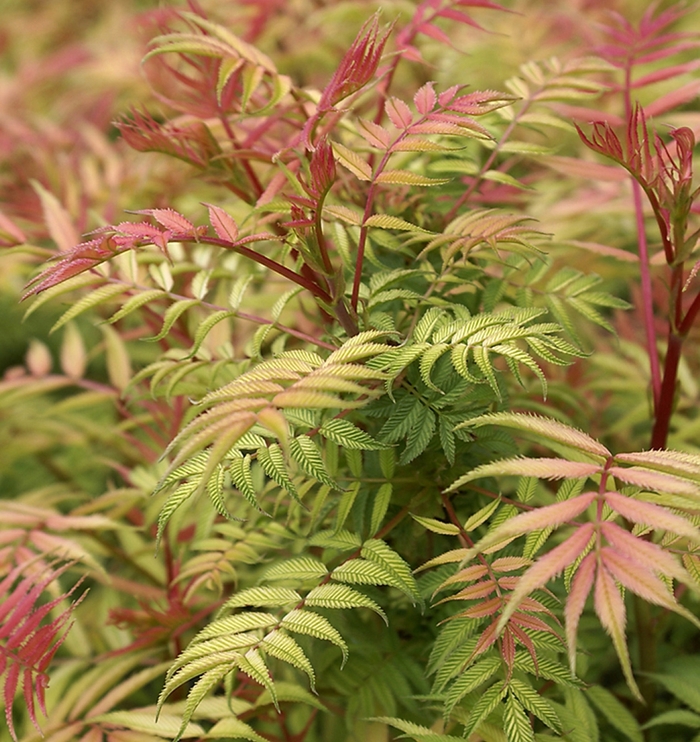 'Sem' False Spirea - Sorbaria sorbifolia from Paradise Acres Garden Center