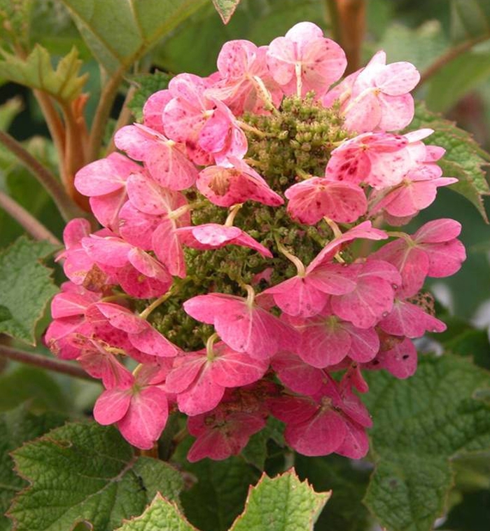 'Ruby Slippers' Qakleaf Hydrangea - Hydrangea quercifolia from Paradise Acres Garden Center