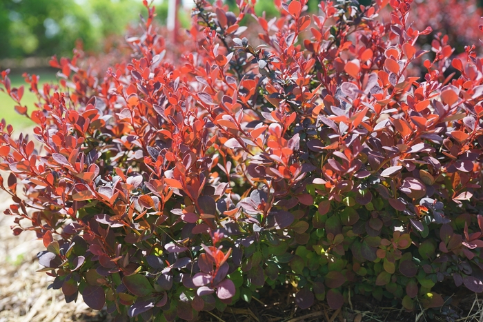 'Sunjoy Mini Maroon®' Barberry - Berberis thunbergii from Paradise Acres Garden Center