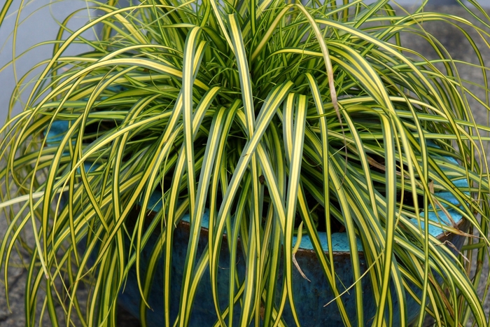 EverColor® 'Eversheen' - Carex oshimensis (Sedge) from Paradise Acres Garden Center