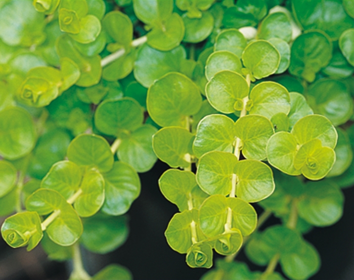 'Goldilocks' Creeping Jenny - Lysimachia nummularia from Paradise Acres Garden Center