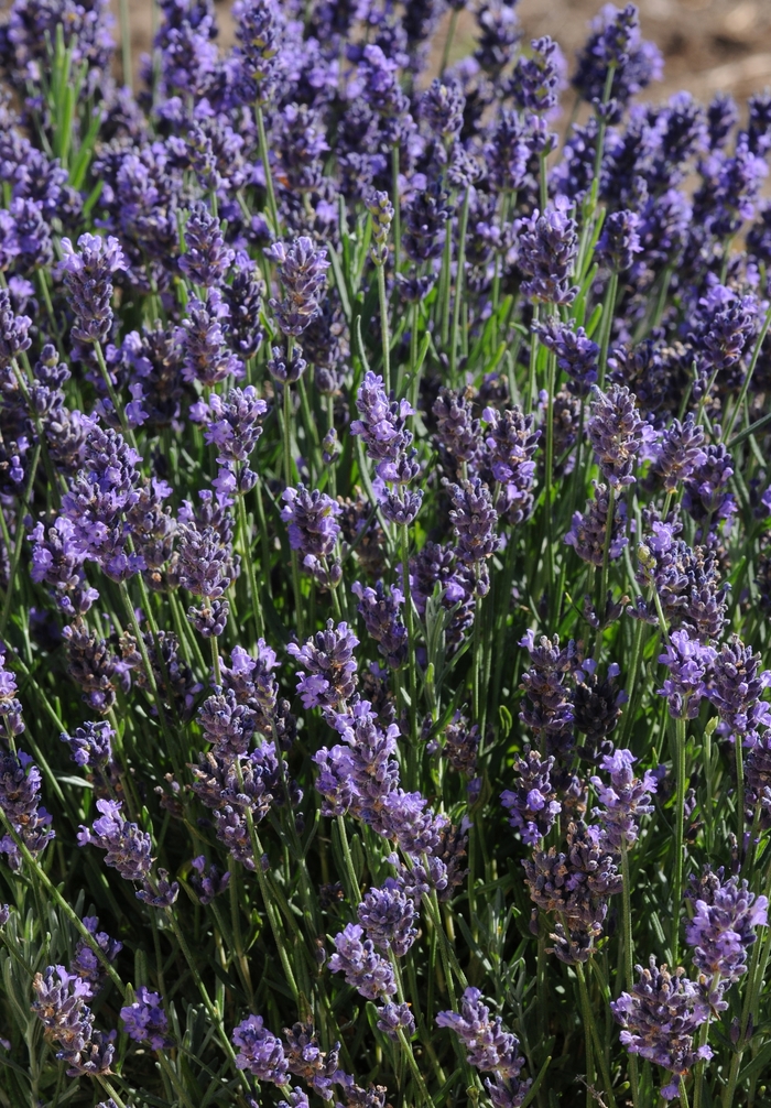 'SuperBlue' English Lavender - Lavandula angustifolia from Paradise Acres Garden Center