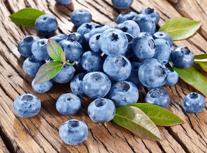 'Bluecrop' Blueberry - Vaccinium corymbosum from Paradise Acres Garden Center