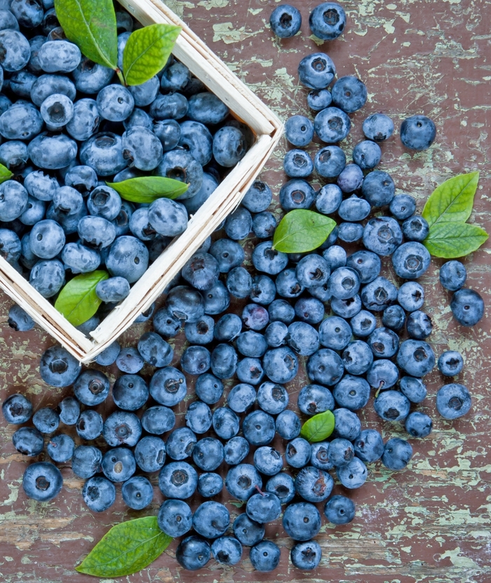 'Duke' Blueberry - Vaccinium corymbosum from Paradise Acres Garden Center