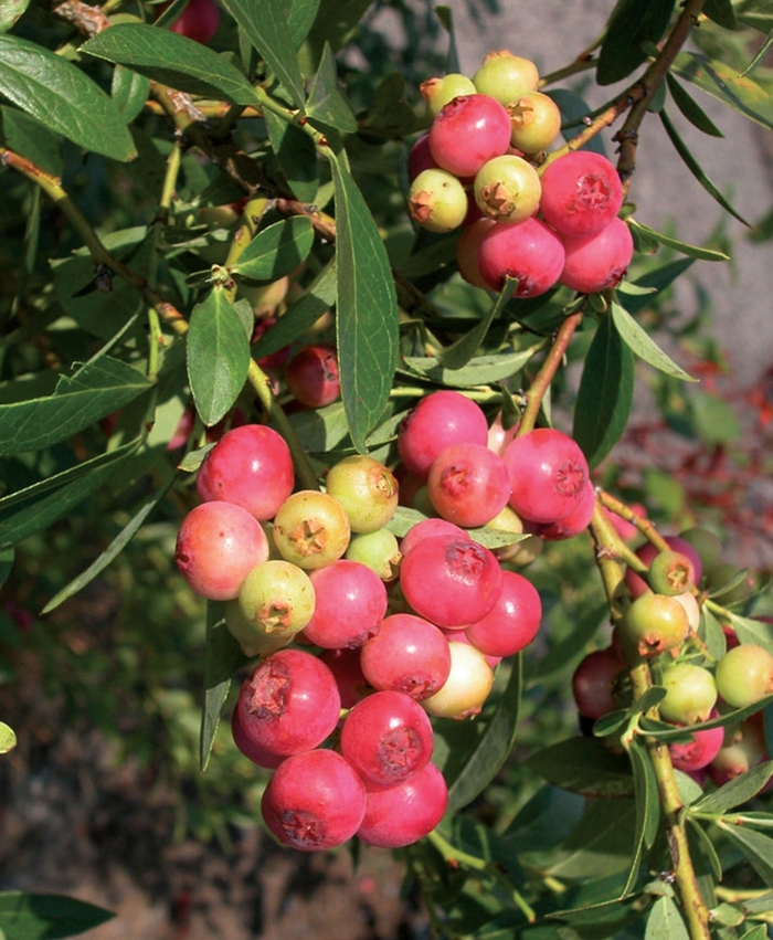 'Pink Lemonade' Blueberry - Vaccinium from Paradise Acres Garden Center