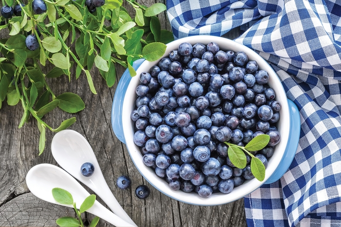 'Sunshine Blue' Blueberry - Vaccinium angustifolium from Paradise Acres Garden Center