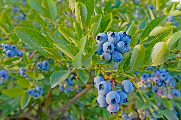 'Top Hat' Dwarf Blueberry - Vaccinium angustifolium from Paradise Acres Garden Center