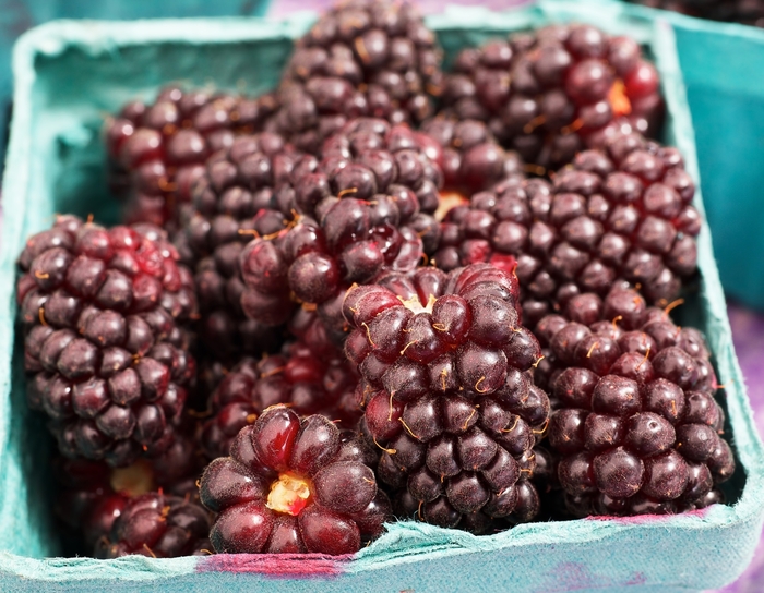 'Thornless' Boysenberry - Rubus ursinus x ideaus from Paradise Acres Garden Center