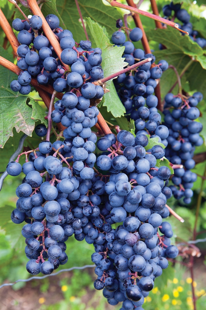 'Concord' Grape - Vitis labrusca from Paradise Acres Garden Center