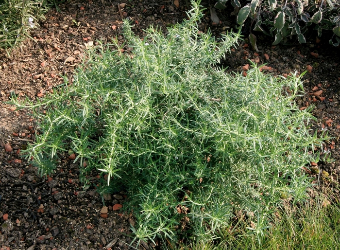 Prostratus' Creeping Rosemary - Rosmarinus officinalis from Paradise Acres Garden Center