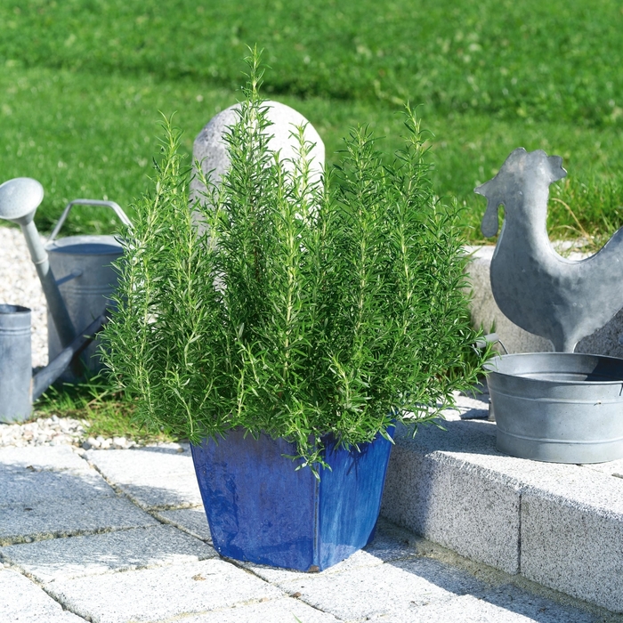 Common Rosemary - Rosmarinus officinalis from Paradise Acres Garden Center