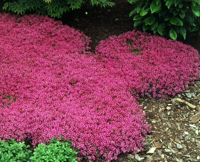 'Coccineus' Red Creeping Thyme - Thymus praecox from Paradise Acres Garden Center