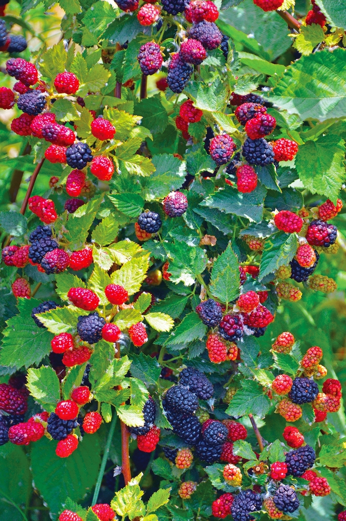 Loganberry - Rubus x loganbaccus from Paradise Acres Garden Center