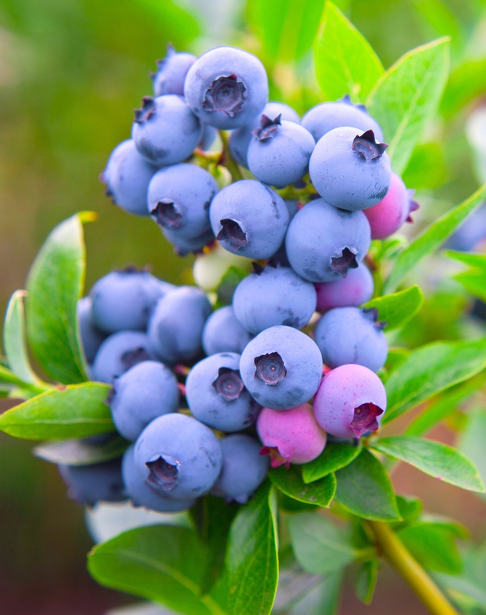 'Razz' Blueberry - Vaccinium angustifolium from Paradise Acres Garden Center