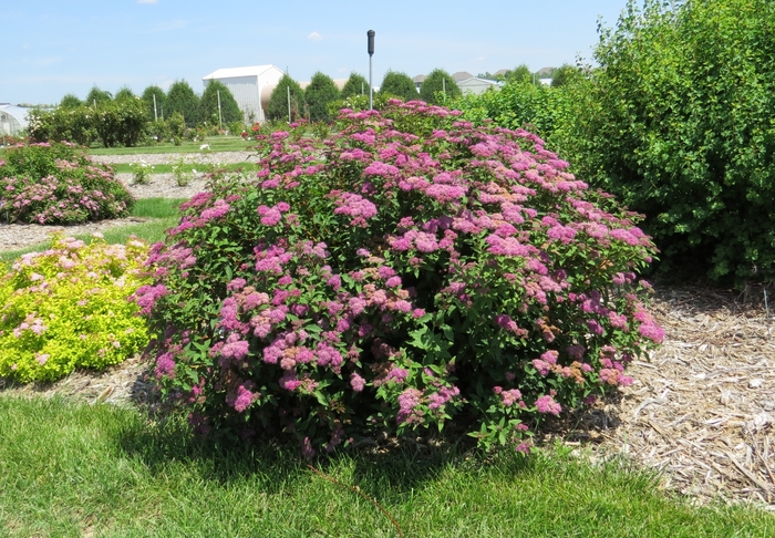 'Superstar&trade;' Spirea - Spiraea x bumalda from Paradise Acres Garden Center