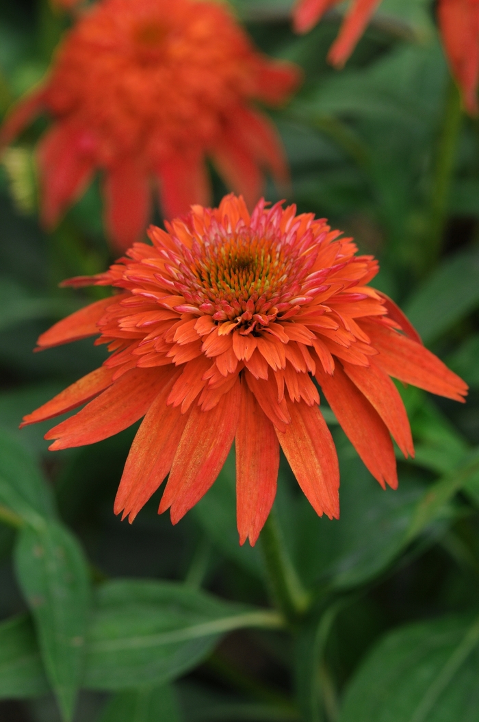 Double Scoop™ 'Mandarin' - Echinacea (Coneflower) from Paradise Acres Garden Center