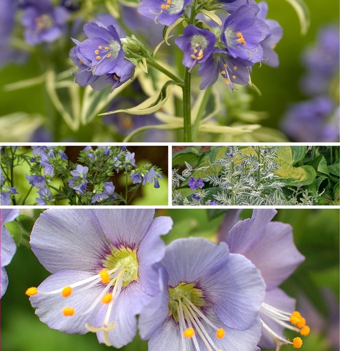 'Multiple Varieties' Jacob's Ladder - Polemonium from Paradise Acres Garden Center