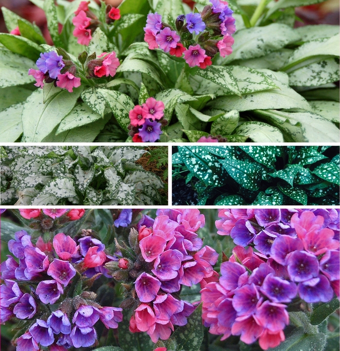 'Multiple Varieties' Lungwort - Pulmonaria from Paradise Acres Garden Center