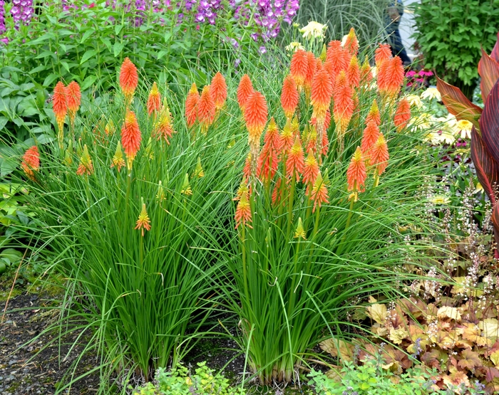 Popsicle&trade; ''Papaya'' - Kniphofia (Red Hot Poker) from Paradise Acres Garden Center